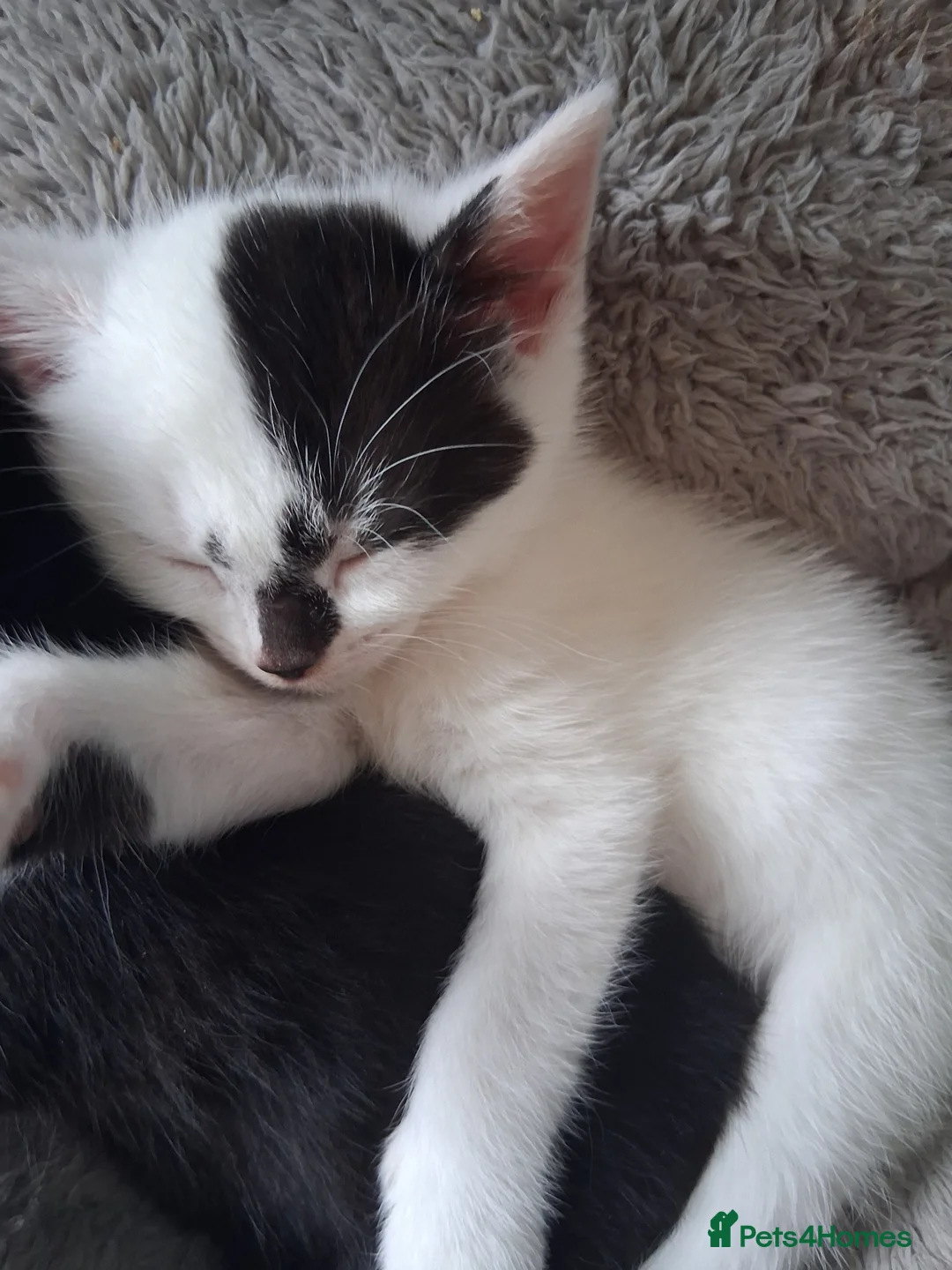 Mixed Breed cats for sale: Adorable super friendly kittens in Weston-super-Mare - Advert 11