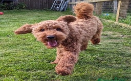 Cockapoo dogs for sale: BLACK COCKAPOOS - Image 7