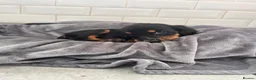 Cocker Spaniel dogs for sale: Cocker spaniel pups - Advert 5