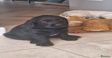 Labradoodle dogs - Advert 11
