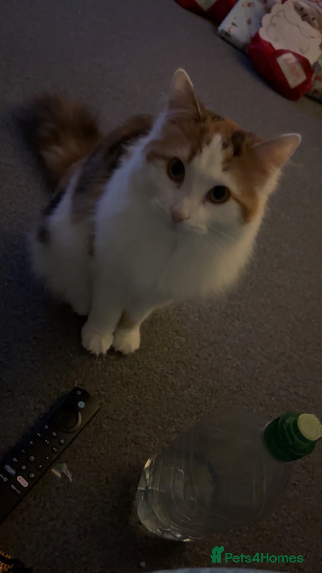 Mixed Breed cats for sale: Calico Domestic Longhair - Advert 2