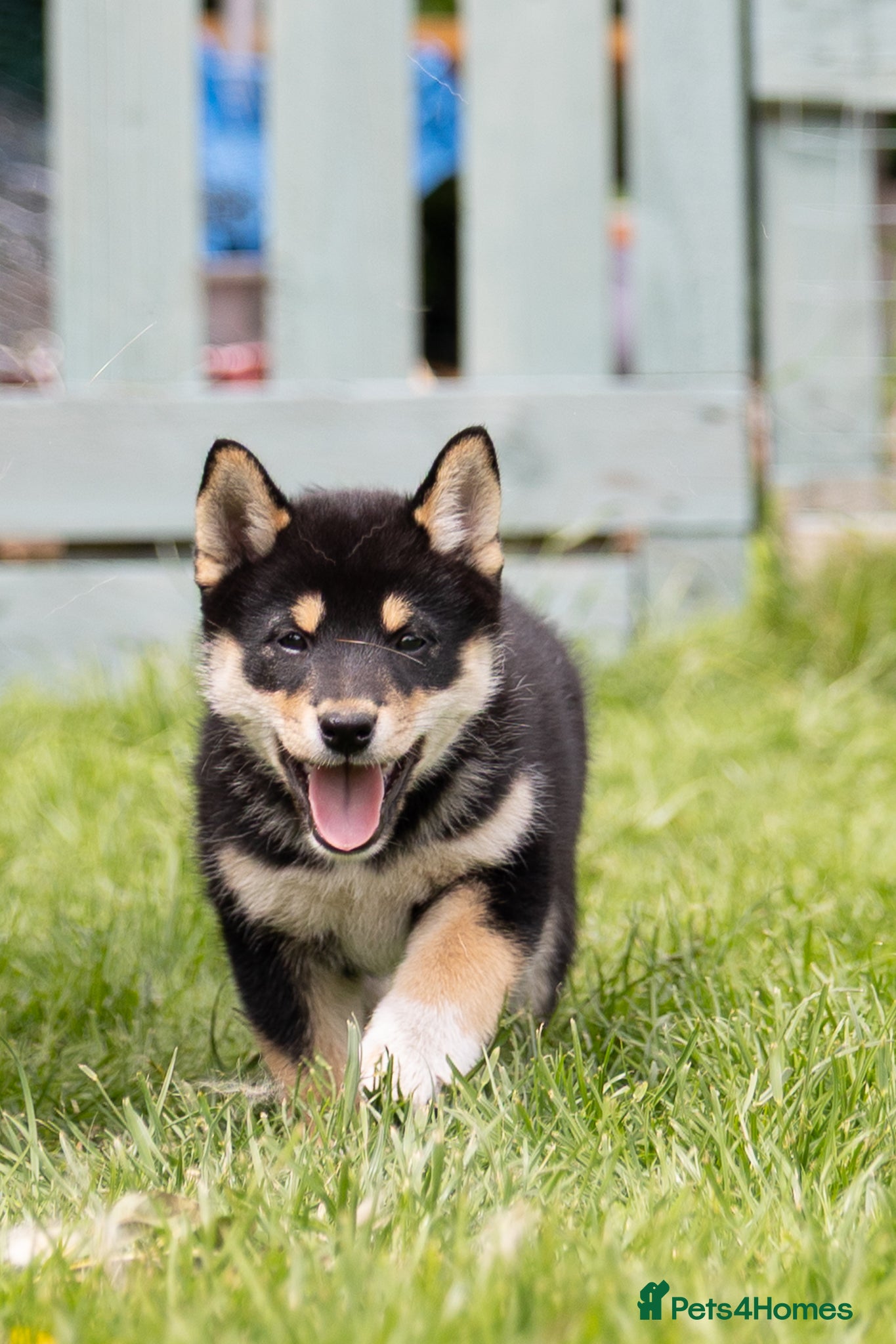 Japanese Shiba Inu dogs READY NOW Exclusive Japanese Shibas Puppies  🇯🇵 - Advert 3