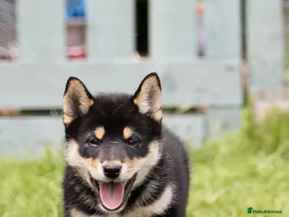 Japanese Shiba Inu dogs READY NOW Exclusive Japanese Shibas Puppies 🇯🇵 - Advert 3