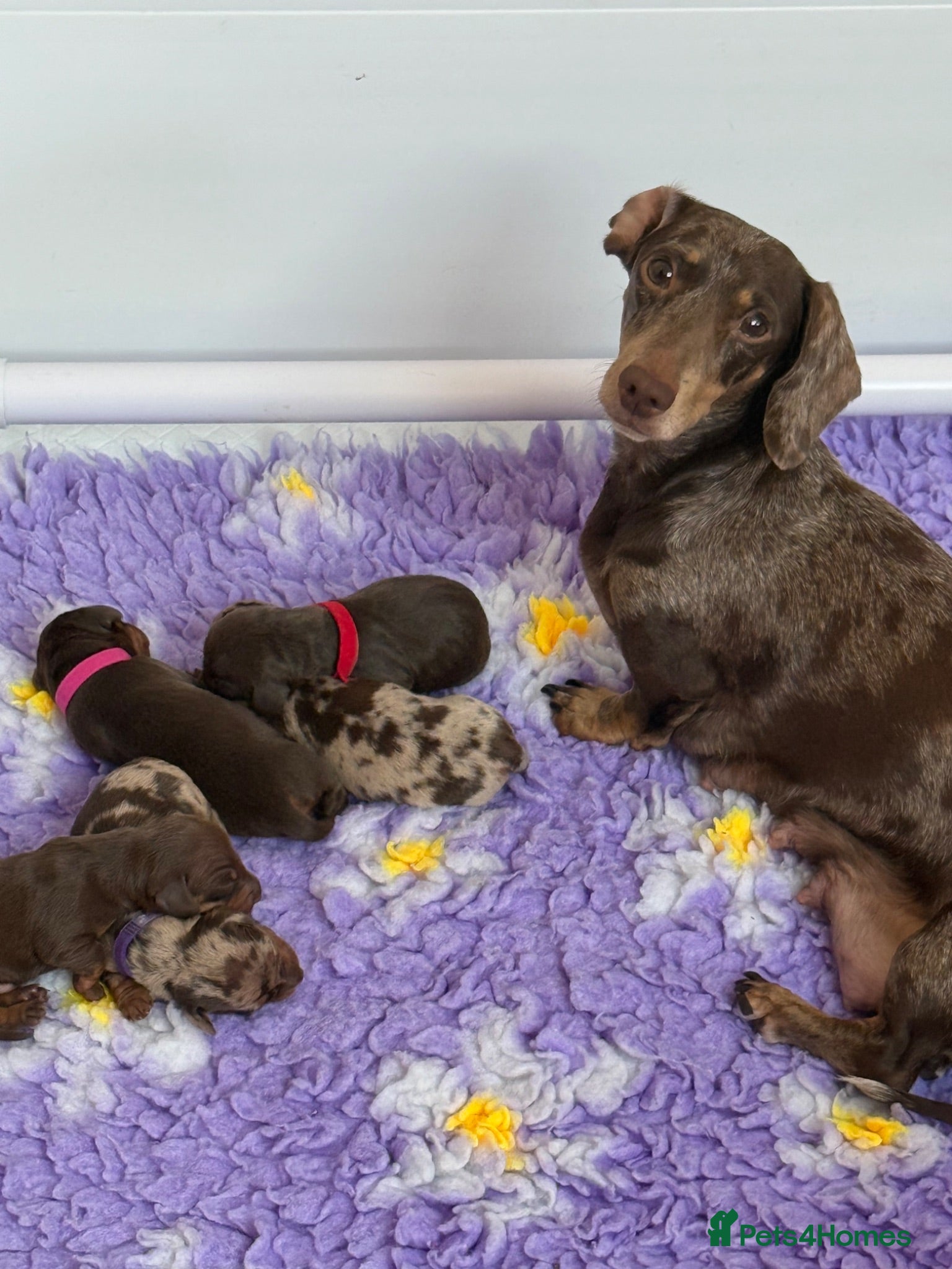 Miniature Dachshund dogs Absolutely stunning miniature dachshunds  - Advert 1