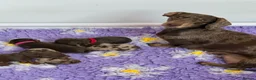 Miniature Dachshund dogs for sale: Absolutely stunning miniature dachshunds  - Advert 1