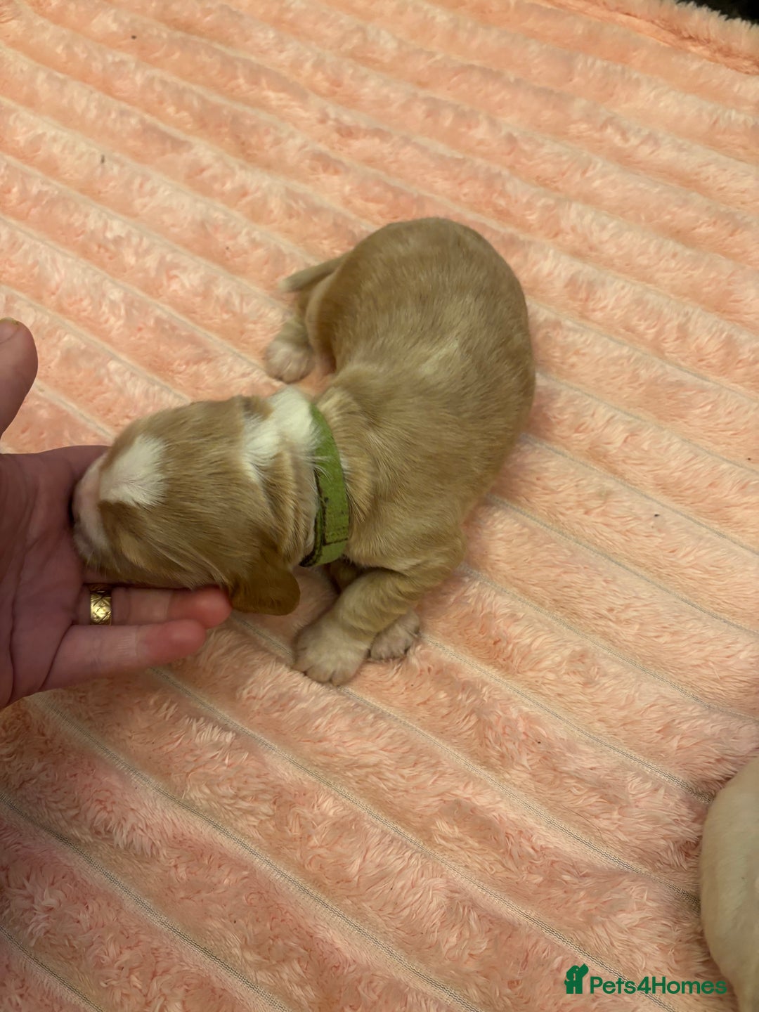 Cocker Spaniel dogs for sale: 6 beautiful cocker spaniels ALL DEPOSIT PAiD - Advert 14