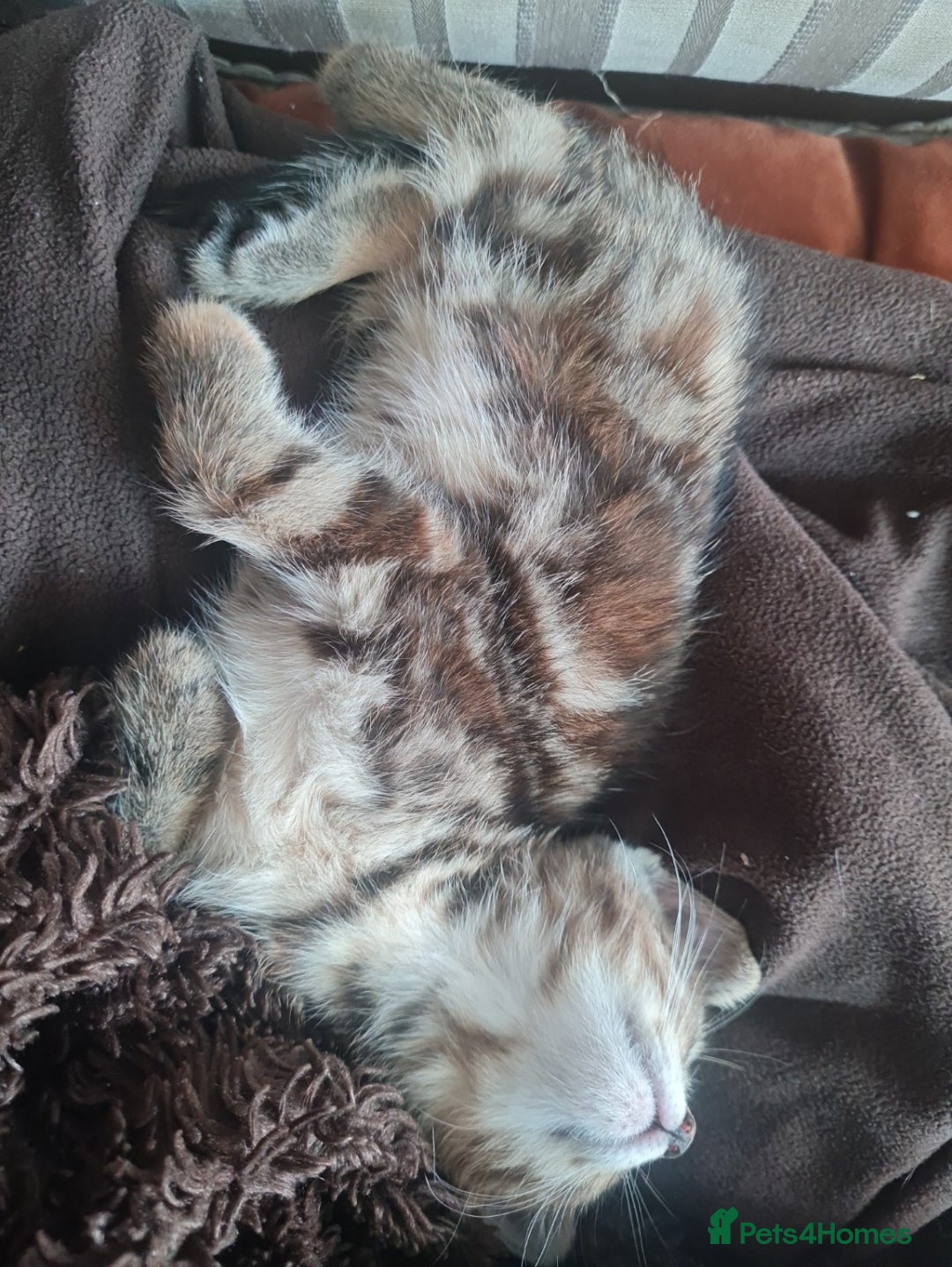 Mixed Breed cats for sale: 🐾 Beautiful Ragdoll Cross Kittens – £290 Each 🐾 in Greenford - Advert 5
