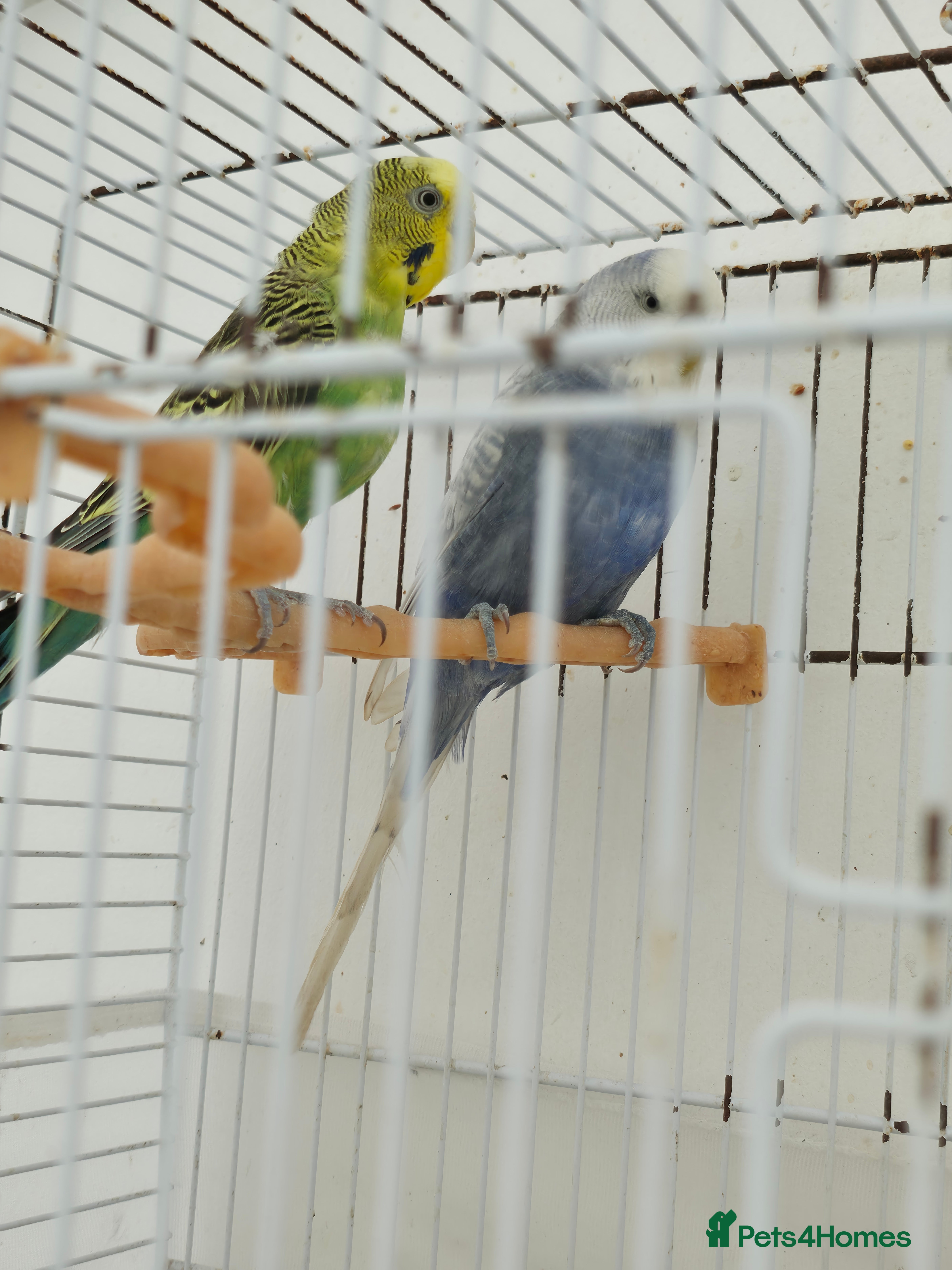 Budgerigars birds Budgeies - Advert 1