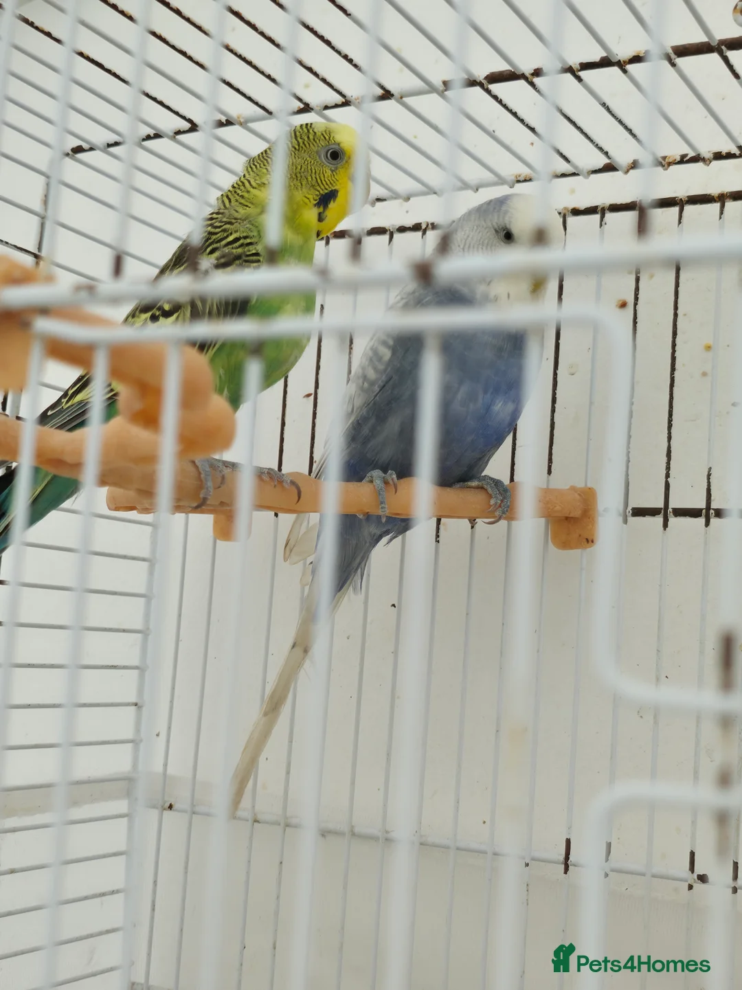 Budgerigars birds for sale: Budgeies - Advert 1