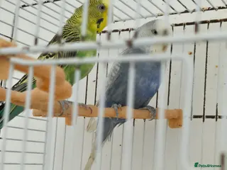 Budgerigars birds Budgeies - Advert 1