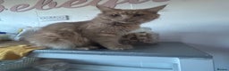 Maine Coon cats for sale: Mainecoon kittens  - Advert 6
