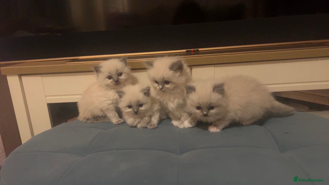 Ragdoll cats for sale: Ragdoll kittens for sale  - Advert 2