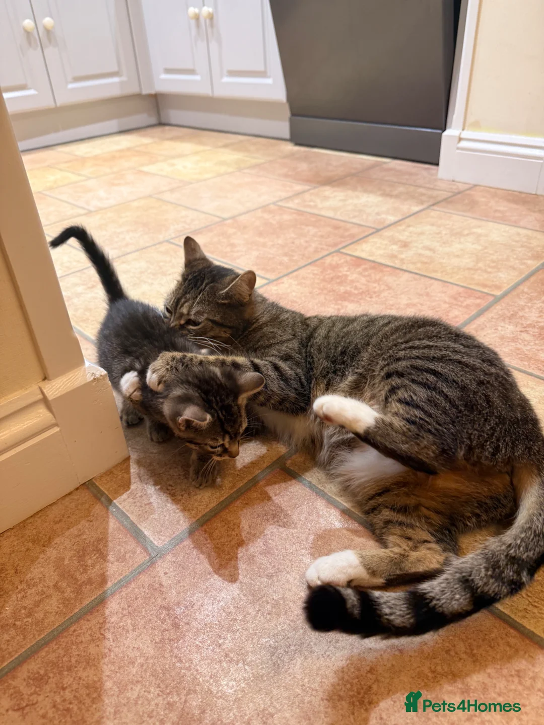 European cats for sale: 2 little kittens  - Advert 5