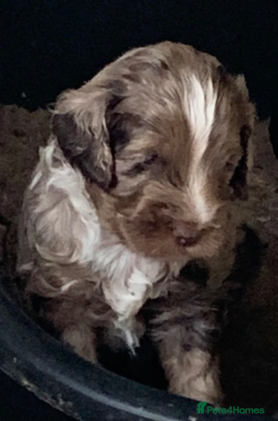 Cockapoo dogs for sale: Happy, healthy f1 Cockapoo Puppies - Advert 1