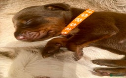 Dobermann dogs for sale: KC REGISTERED HEALTH TESTED DOBERMAN PUPS - Image 31