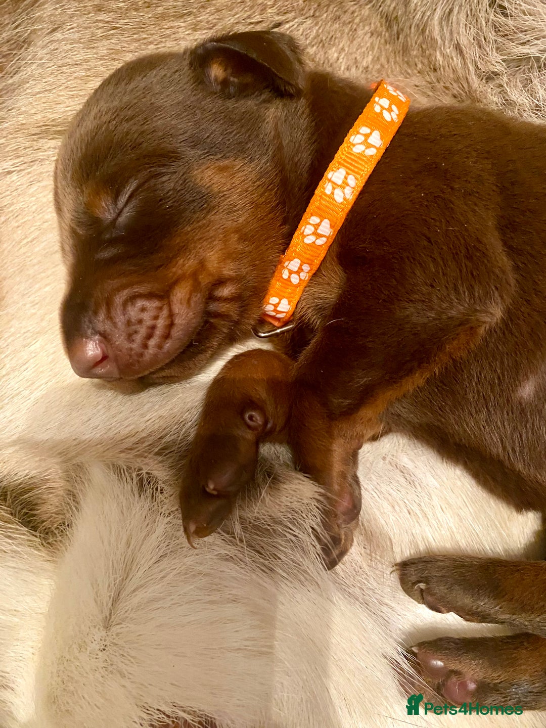 Dobermann dogs for sale: KC REGISTERED HEALTH TESTED DOBERMAN PUPS - Image 31