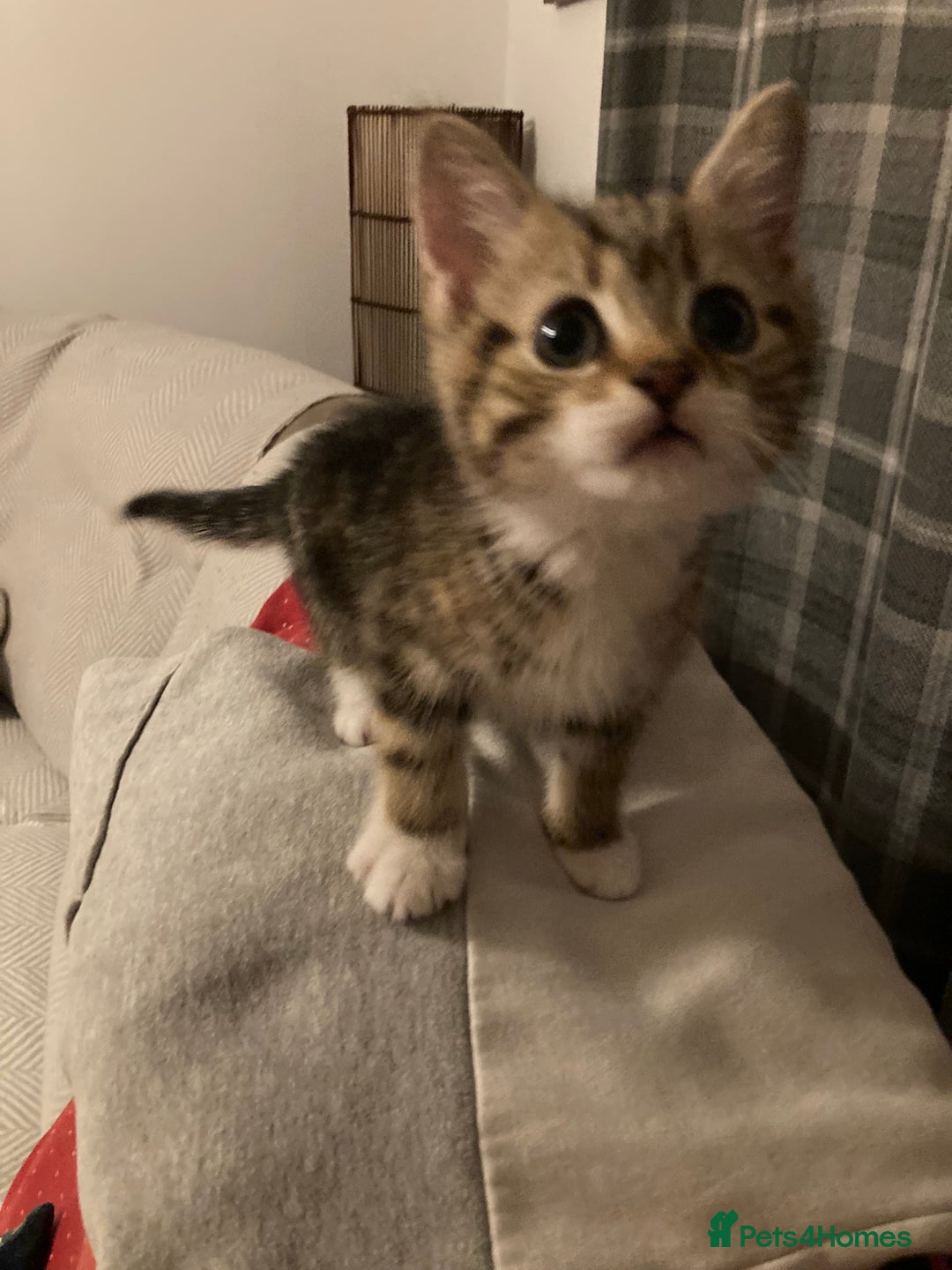 British Shorthair cats for sale: 2 beautiful fluffy kittens - Advert 2