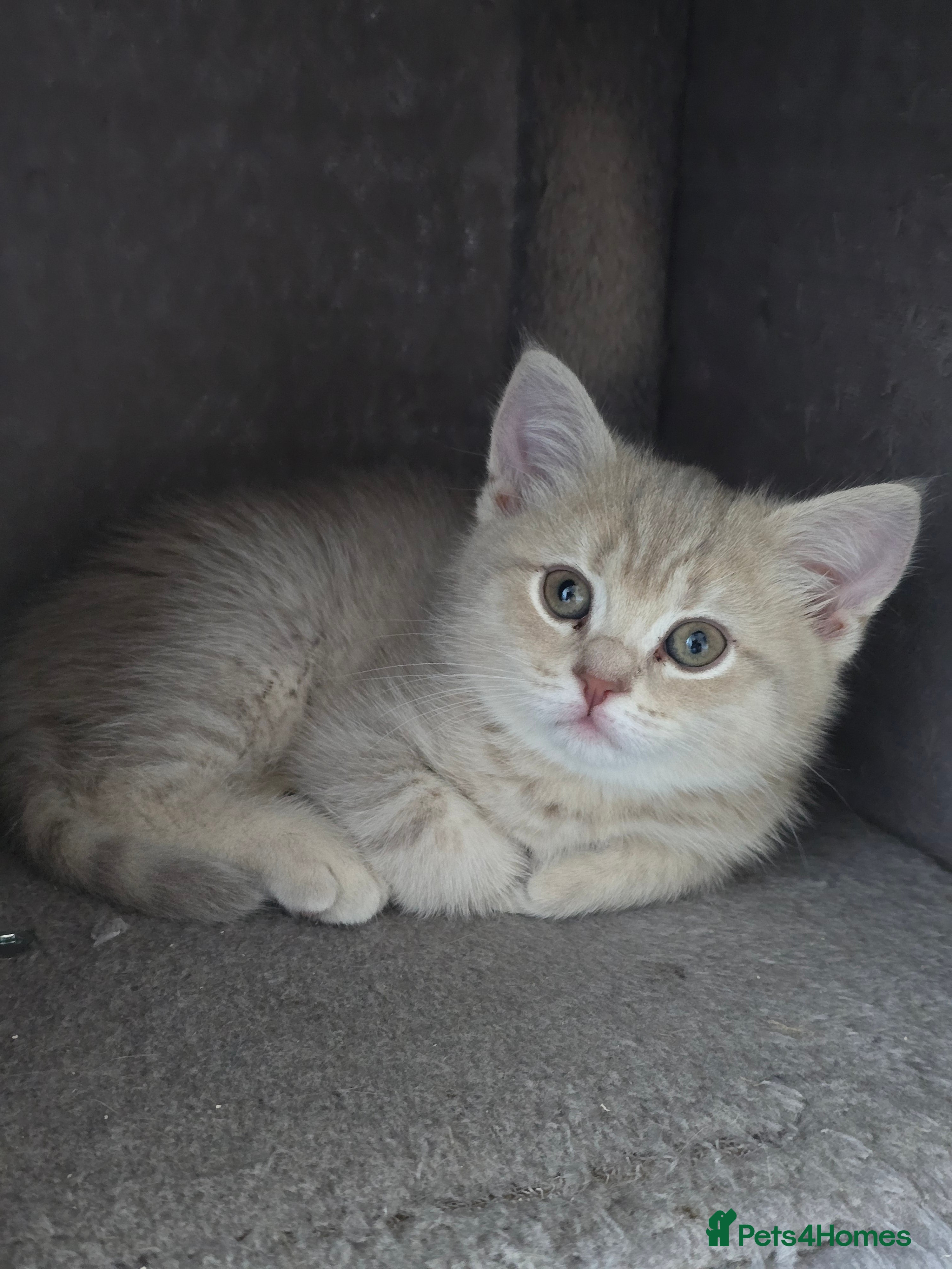 Scottish Fold cats Ready to go home Scottish straight kitten - Advert 2