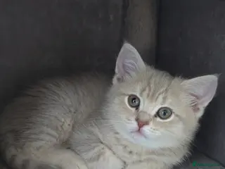 Scottish Fold cats Ready to go home Scottish straight kitten - Advert 2