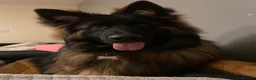 German Shepherd dogs for stud: Long Haired Black & Tan GSD Stud  - Advert 15