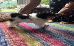 Toy Poodle dogs for sale: REDUCED 1 beautiful boy left  - Image 10