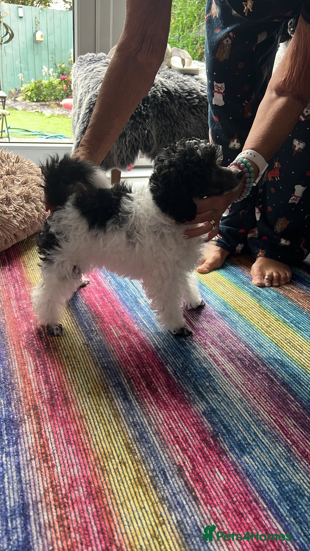 Toy Poodle dogs for sale: REDUCED 1 beautiful boy left  - Image 10