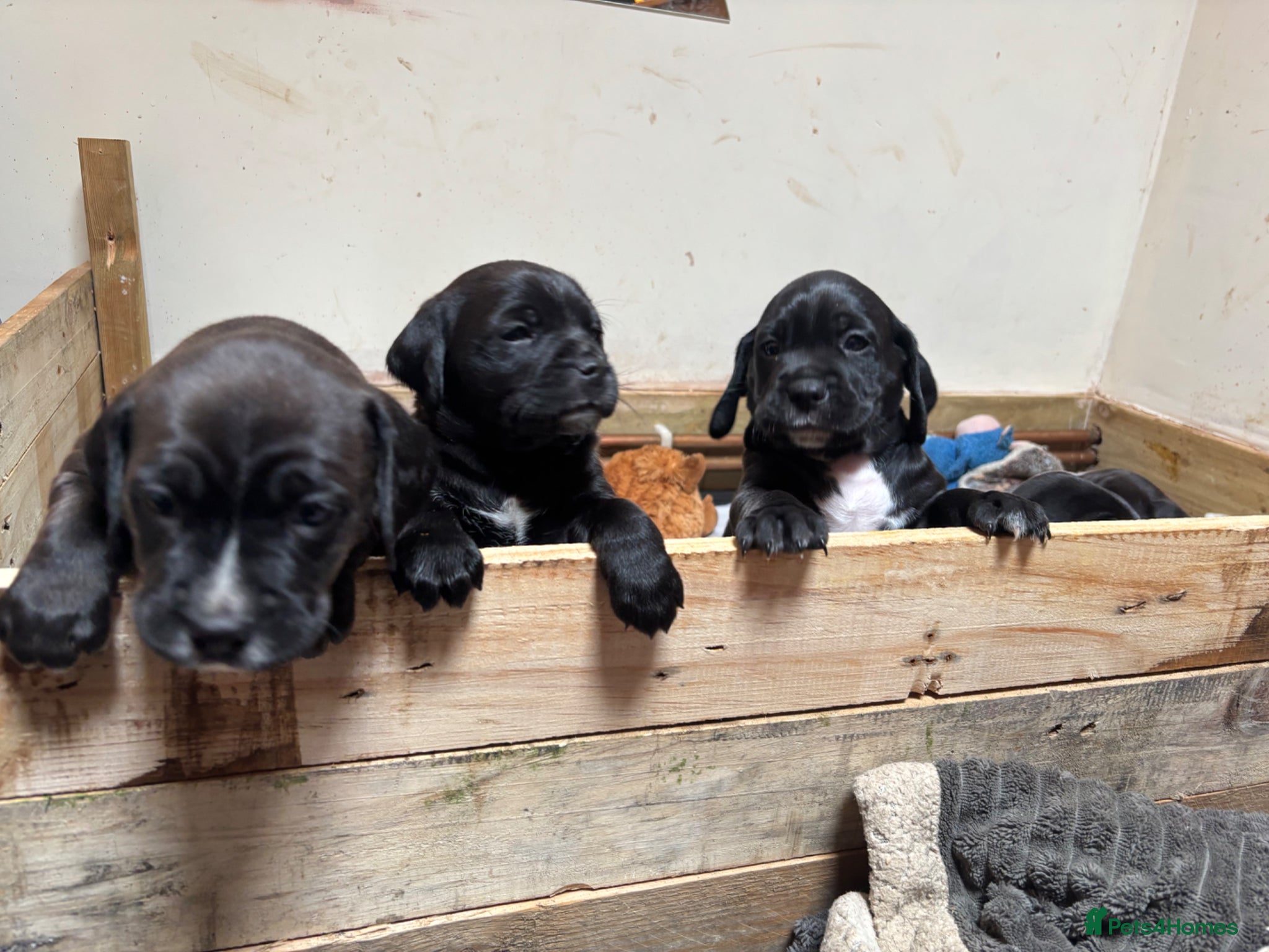 Mixed Breed dogs Adorable Puggle x patterdale - Advert 11