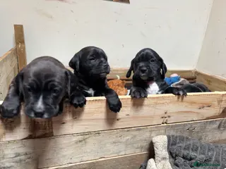 Mixed Breed dogs Adorable Puggle x patterdale - Advert 11