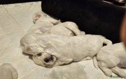 Bichon Frise dogs for sale: 6 bichon maltes - Image 15