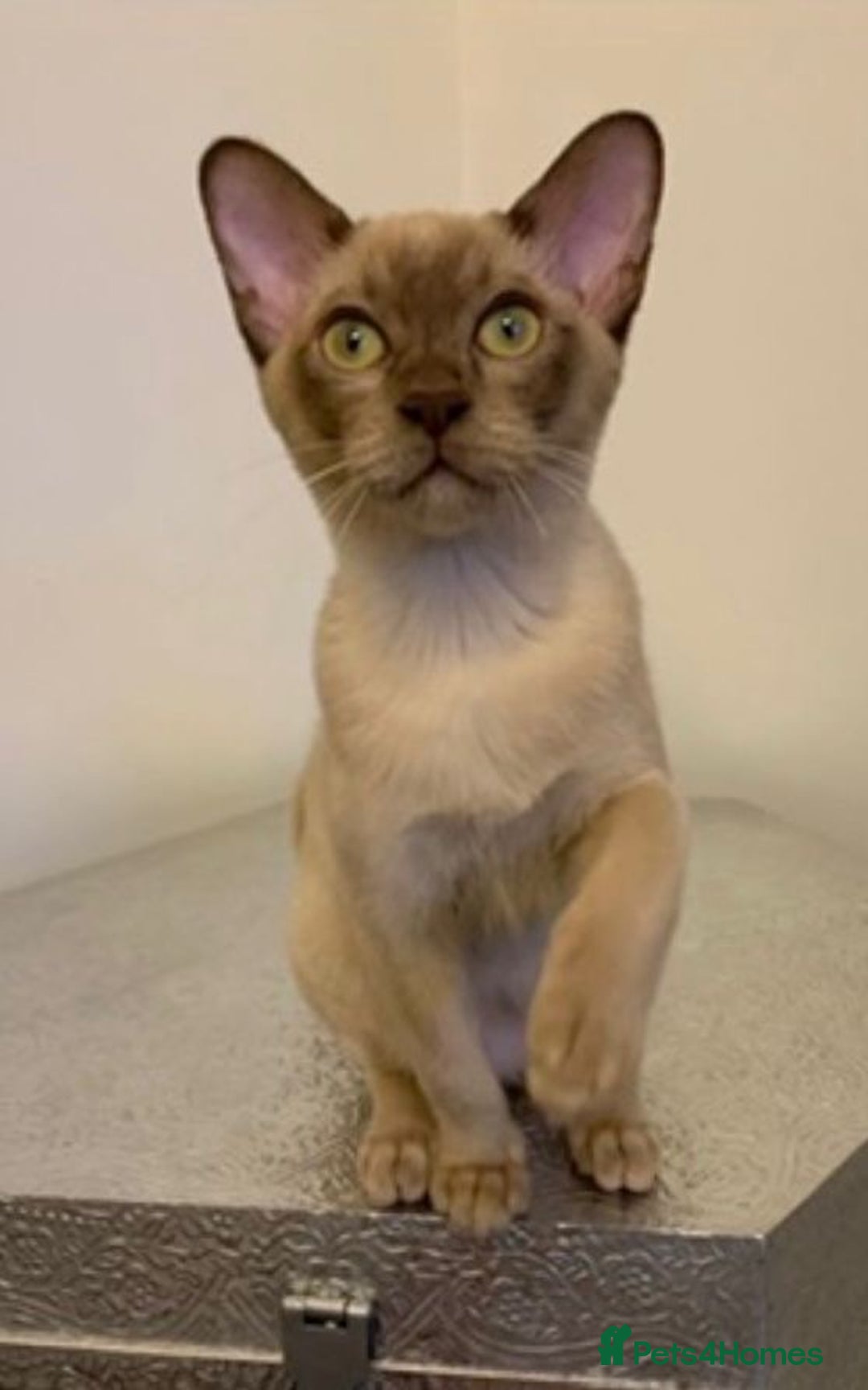 Burmese cats for sale: Exceptional Burmese Kittens  - Image 9