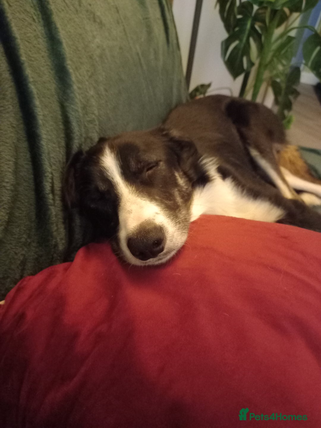 Border Collie dogs for sale: Border collie - Advert 6