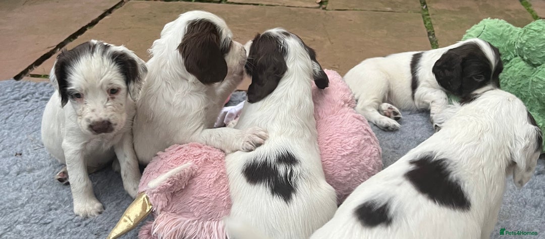 English Springer Spaniel dogs for sale: Oustanding DNA KC working Springer Spaniel pups - Image 14