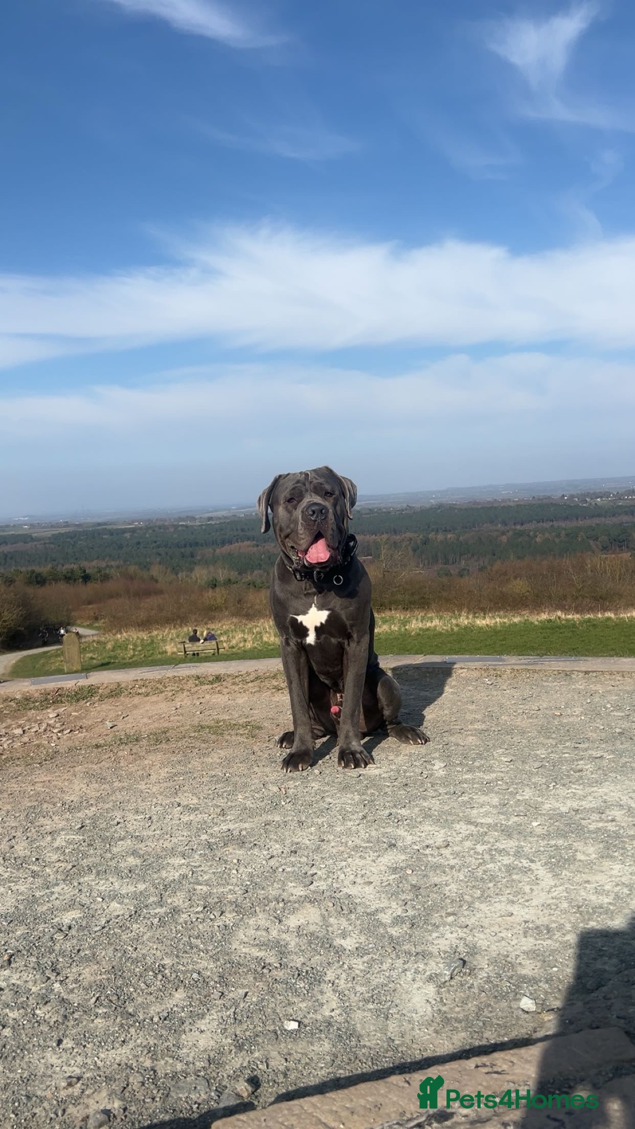 Cane Corso dogs Proven cane corso for stud  - Advert 8