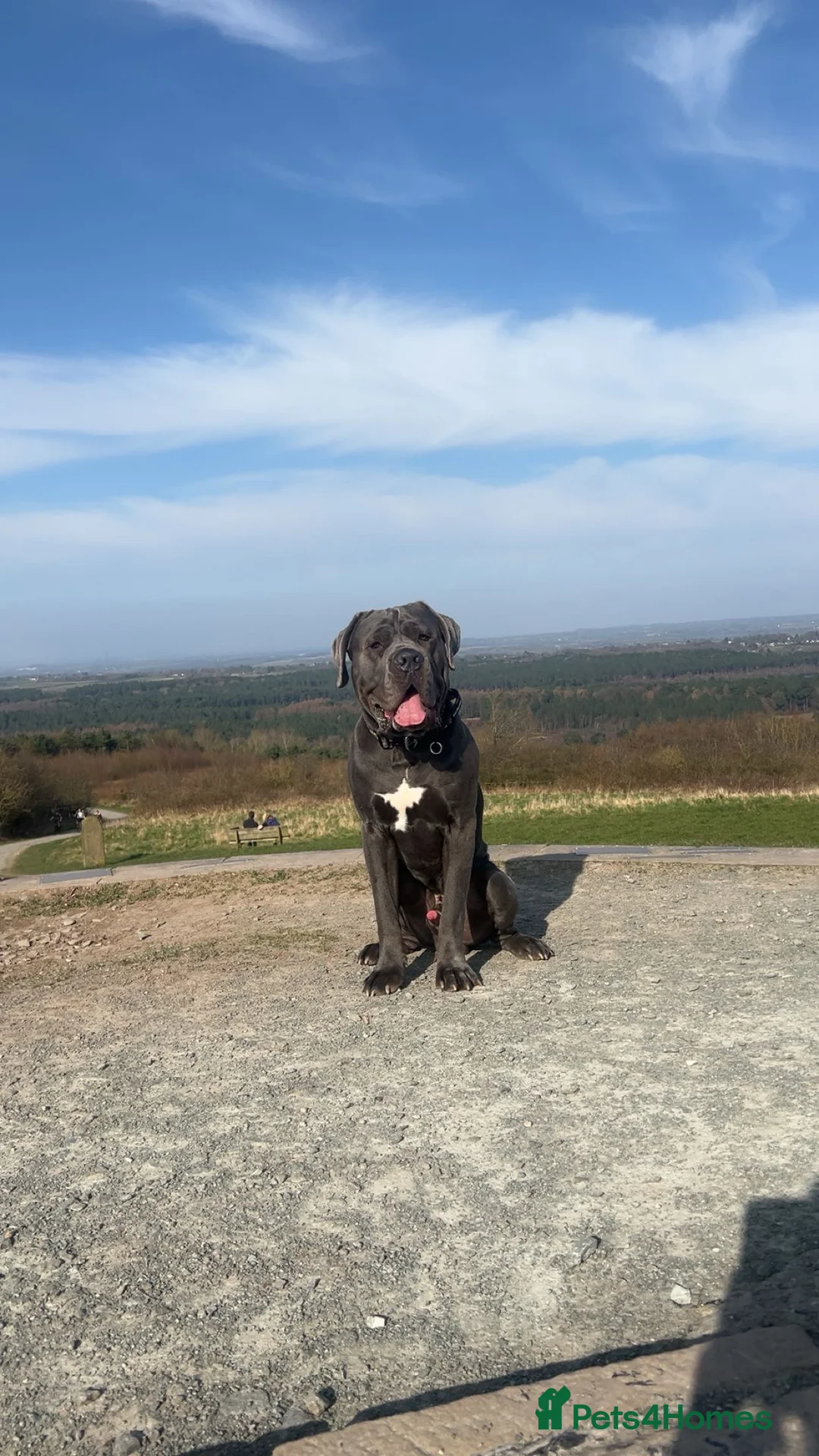 Cane Corso dogs for stud: Proven cane corso for stud  in Warrington - Advert 2