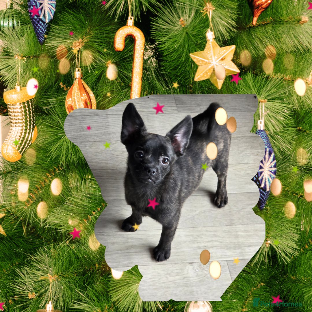 French Bulldog dogs ❤️⭐️  Adorable Frenchie poms ❤️⭐️ ONLY 3 LEFT ⭐️ - Advert 22