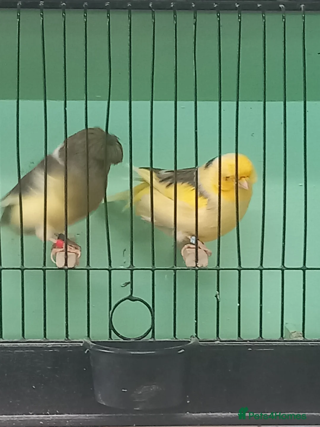 Canaries birds for sale: Gloster canaries - Advert 1