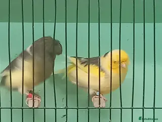 Canaries birds Gloster canaries - Advert 20