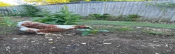 Chickens poultry for sale: Wyandotte - Advert 2