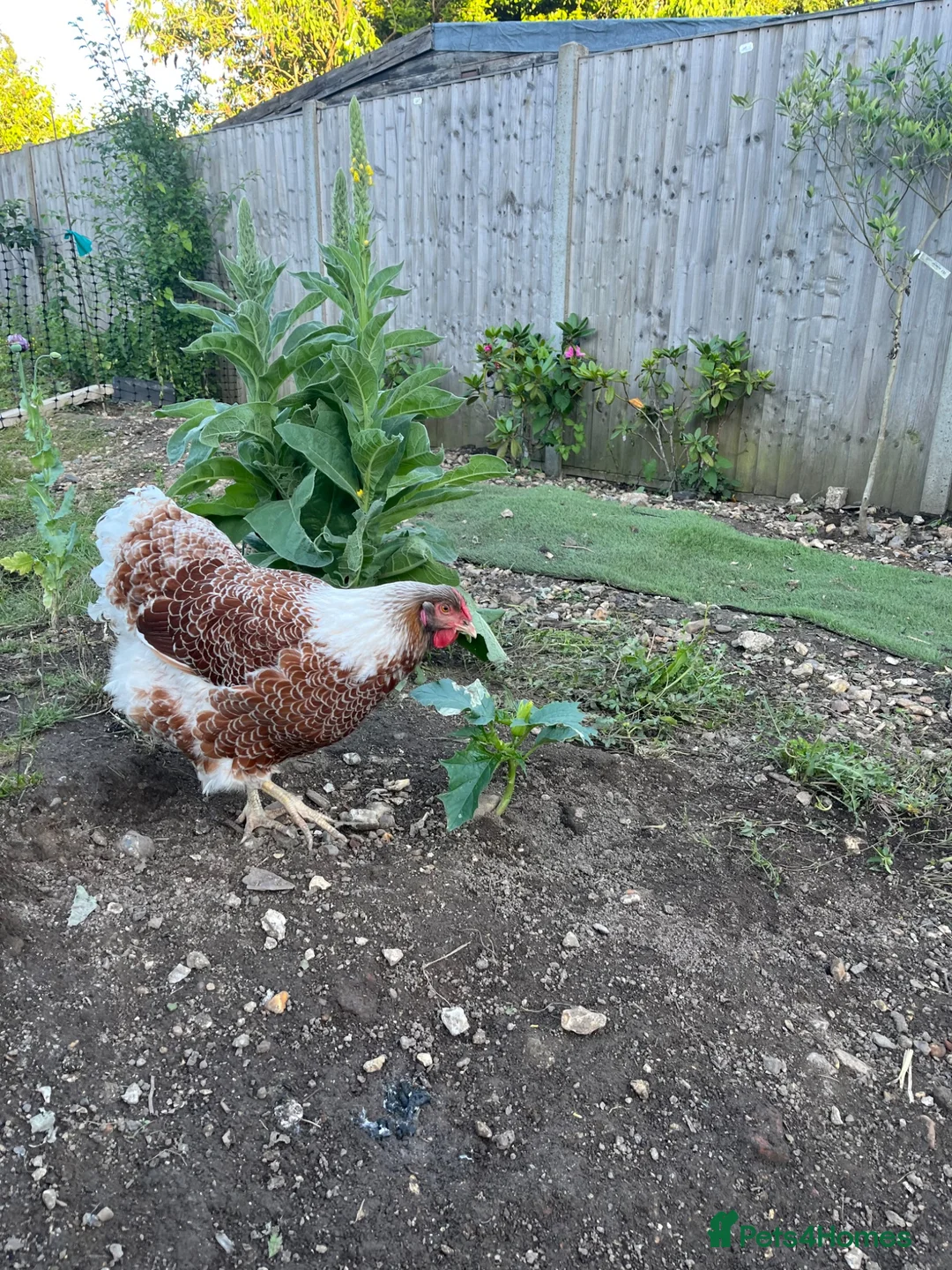 Chickens poultry for sale: Wyandotte - Advert 2