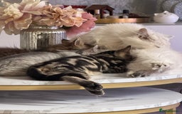 Persian cats for sale: Persian kittens  - Image 10