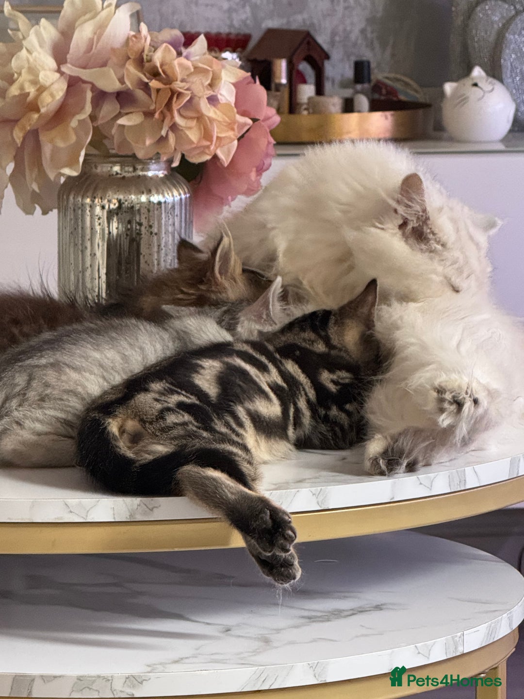 Persian cats for sale: Persian kittens  - Image 10