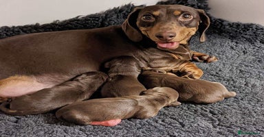 Miniature Dachshund dogs - Advert 1