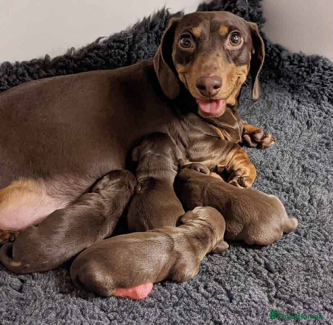 Miniature Dachshund dogs for sale: Miniature Dachshund puppies - Image 3