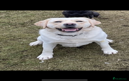 Labrador Retriever dogs for sale: My lovely Labrador puppies - Image 37