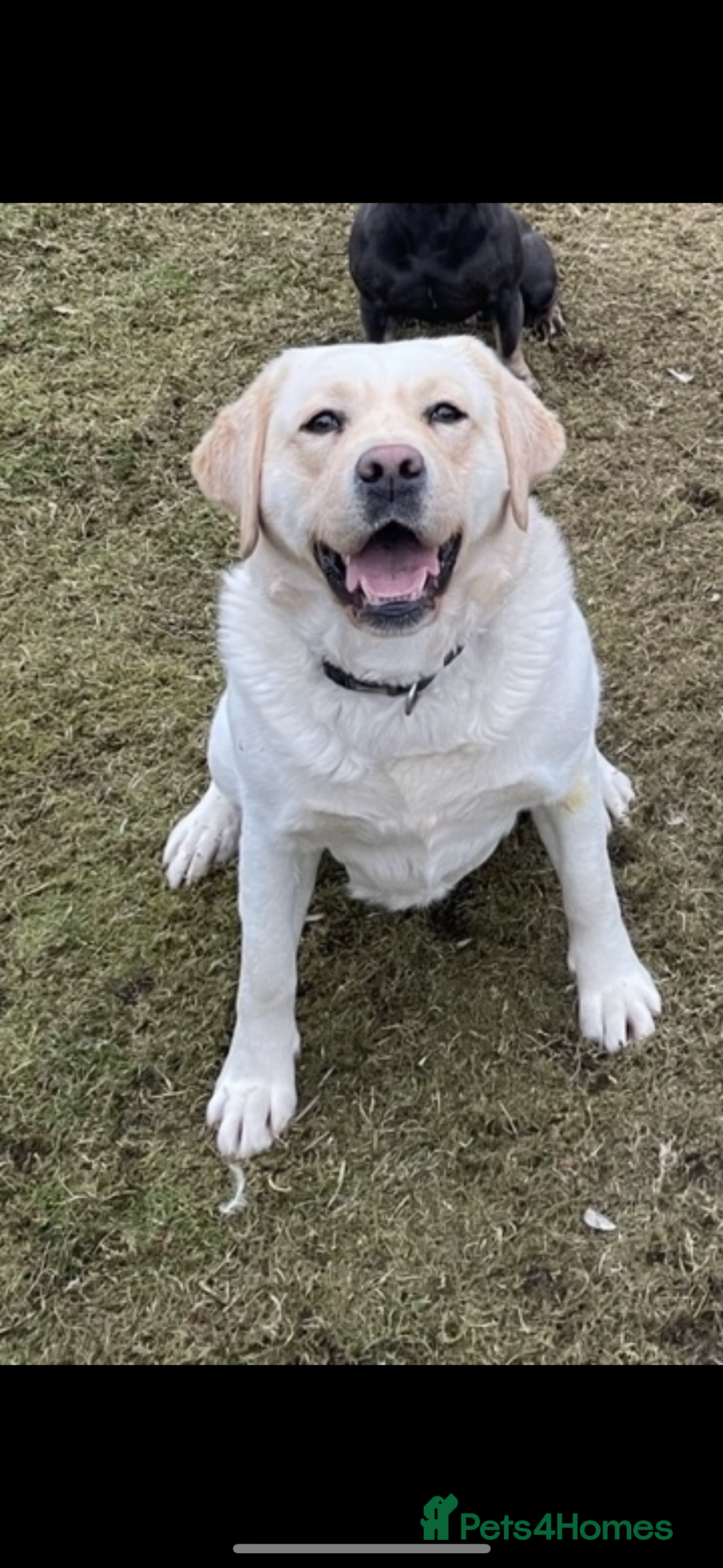 Labrador Retriever dogs for sale: My lovely Labrador puppies - Image 37