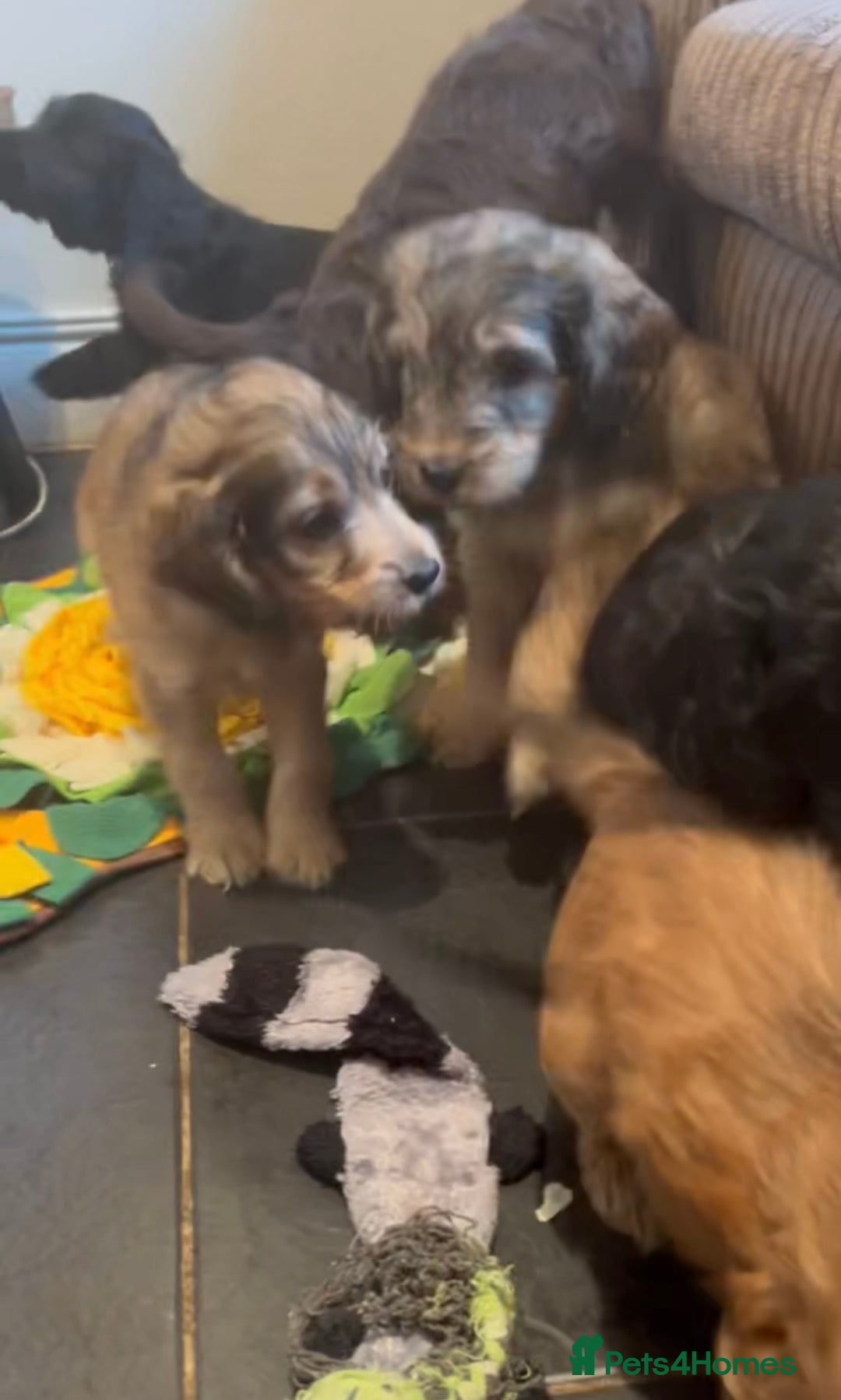 Cockapoo dogs for sale: Beautiful fully DNA tested show Cockapoo puppies - Image 9