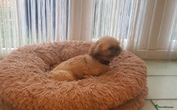 Shih Tzu dogs for sale: Shih Tzu female  - Image 3
