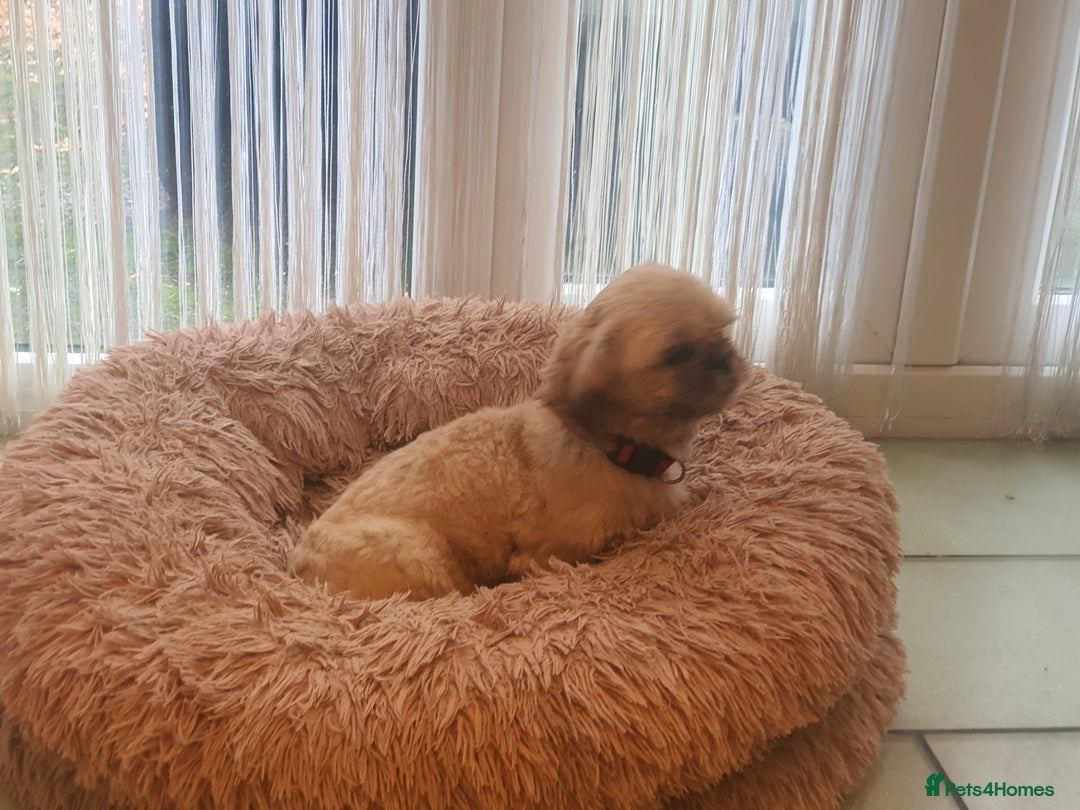 Shih Tzu dogs for sale: Shih Tzu female  - Image 3