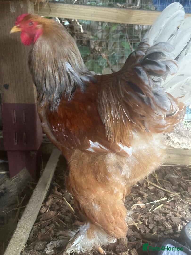 Chickens poultry 3 giants Brahma cockerels looking for a new home  - Advert 13