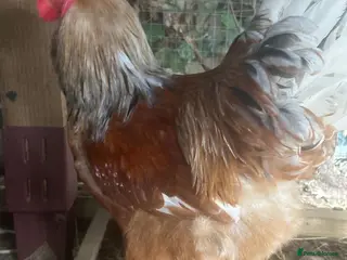 Chickens poultry 3 giants Brahma cockerels looking for a new home - Advert 13